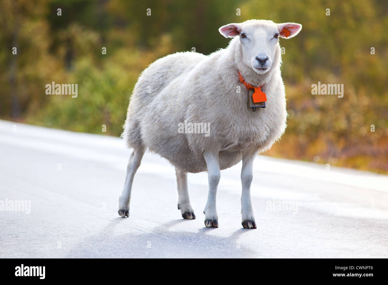 Schafe, die zu Fuß unterwegs in Norwegen Stockfoto