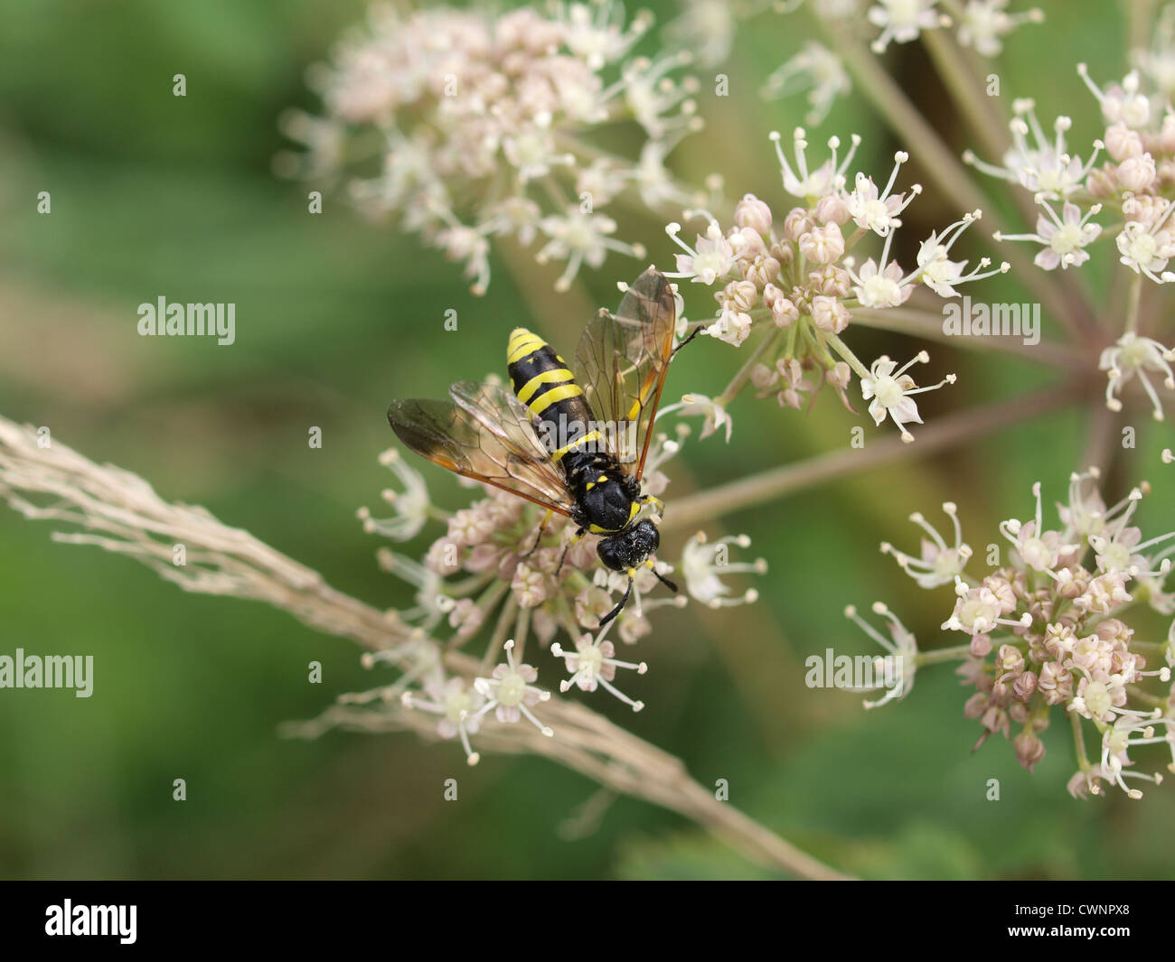 Blume war. Somerset. UK Stockfoto