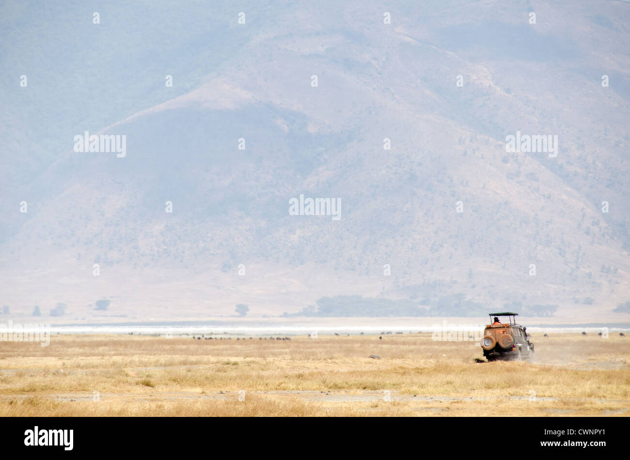 NGORONGORO-KRATER, Tansania – Ein Safari-Fahrzeug durchquert die ausgedehnte Ebene des Ngorongoro-Kraters innerhalb des Ngorongoro-Schutzgebietes. Der Krater, der vor etwa 2-3 Millionen Jahren von einem abgestürzten vulkanischen Kaldera gebildet wurde, erstreckt sich über etwa 260 Quadratkilometer und ist Teil von Tansanias berühmter Safari-Strecke im Norden. Das Naturschutzgebiet Ngorongoro ist sowohl ein UNESCO-Weltkulturerbe als auch ein kritischer Lebensraum für vielfältige Tierpopulationen. Das Gebiet wird als Mehrfachnutzungsgebiet verwaltet, in dem Maasai-Viehzüchter mit Naturschutzbemühungen koexistieren. Diese Region ist Teil von Stockfoto
