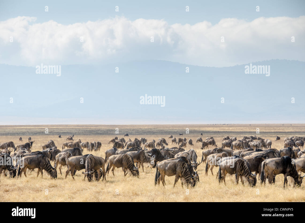 NGORONGORO-KRATER, Tansania – Eine große Herde von Gnus weidet innerhalb des Ngorongoro-Kraters im Ngorongoro-Schutzgebiet. Der Krater ist Teil der nördlichen Safari-Strecke Tansanias, die mehrere Nationalparks und Naturschutzgebiete umfasst. Der Ngorongoro-Krater ist ein UNESCO-Weltkulturerbe und eines der bedeutendsten Naturschutzgebiete Afrikas. Die Caldera unterstützt ein vielfältiges Ökosystem, das das ganze Jahr über große Populationen von Weidetieren unterstützt. Das Schutzgebiet dient als kritischer Lebensraum für die jährliche Wanderung der Gnus und zahlreiche andere Arten. Diese Schutzart Stockfoto