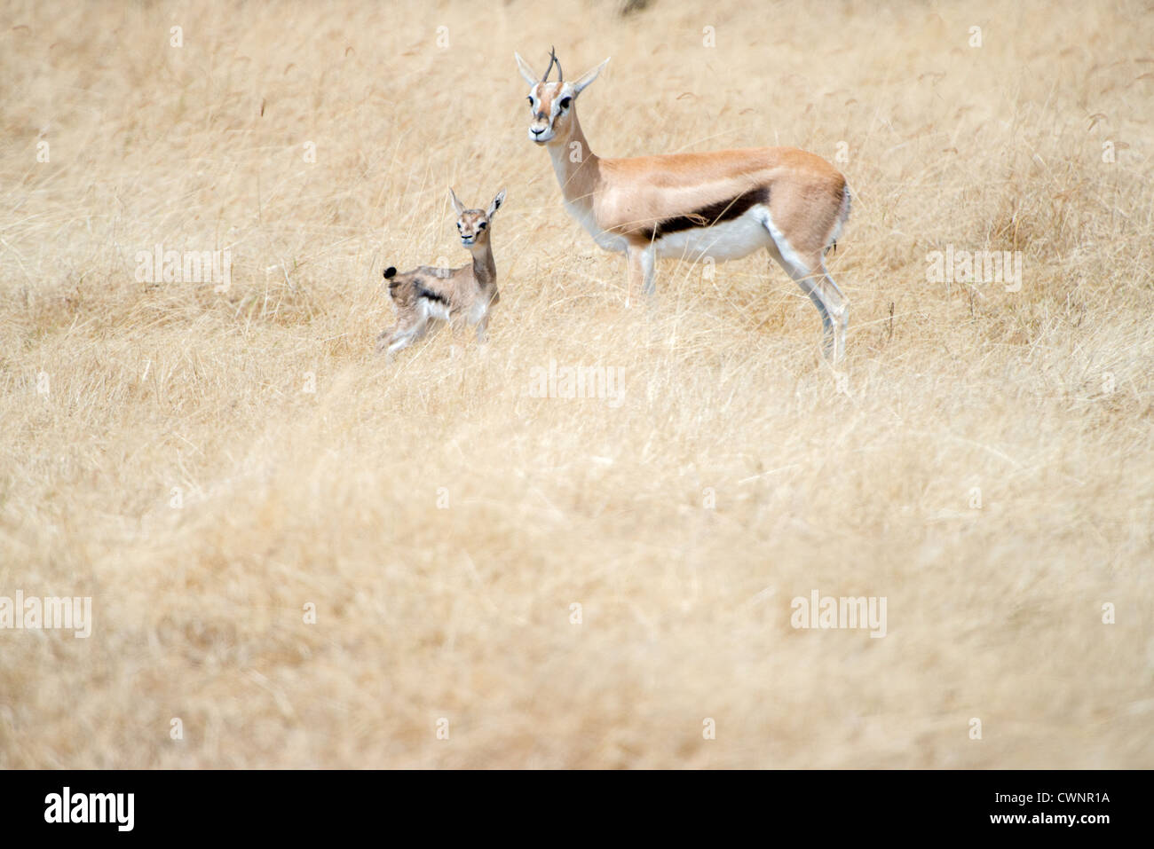 Thomsons Gazelle Fawn Und Mutter Ngorongoro Krater Tansania | NGORONGORO CONSERVATION AREA, Tansania — Eine Thomson-Gazelle steht neben ihrem Jungen im trockenen Gras auf dem Boden des Ngorongoro-Kraters, einer tierreichen Caldera im Norden Tansanias. Der auffällige schwarze Streifen, der die hellbraune Flanke vom weißen Bauch trennt, ist das charakteristische Merkmal der Art, während hohes, trockenes Gras den jungen Lämmern ihre wichtigste Tarnung vor Raubtieren bietet. Stockfoto