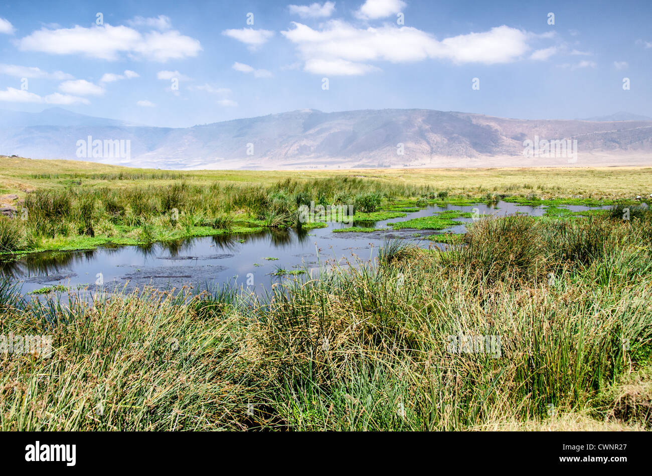 NGORONGORO-KRATER, Tansania – Ein kleines Wasserloch am Ngorongoro-Krater im Ngorongoro Conservation Area, Teil von Tansanias nördlichem Kreis von Nationalparks und Naturschutzgebieten. Der Krater, der vor etwa 2-3 Millionen Jahren von einem einsturzenden vulkanischen Kaldera gebildet wurde, erstreckt sich über etwa 260 Quadratkilometer und gilt weithin als eines der besten Ausflugsziele Afrikas. Das Ngorongoro Conservation Area, das zum UNESCO-Weltkulturerbe und zum Internationalen Biosphärenreservat gehört, umfasst den Krater und das umliegende Hochland. Wasserquellen wie dieses Wasserloch sind es Stockfoto