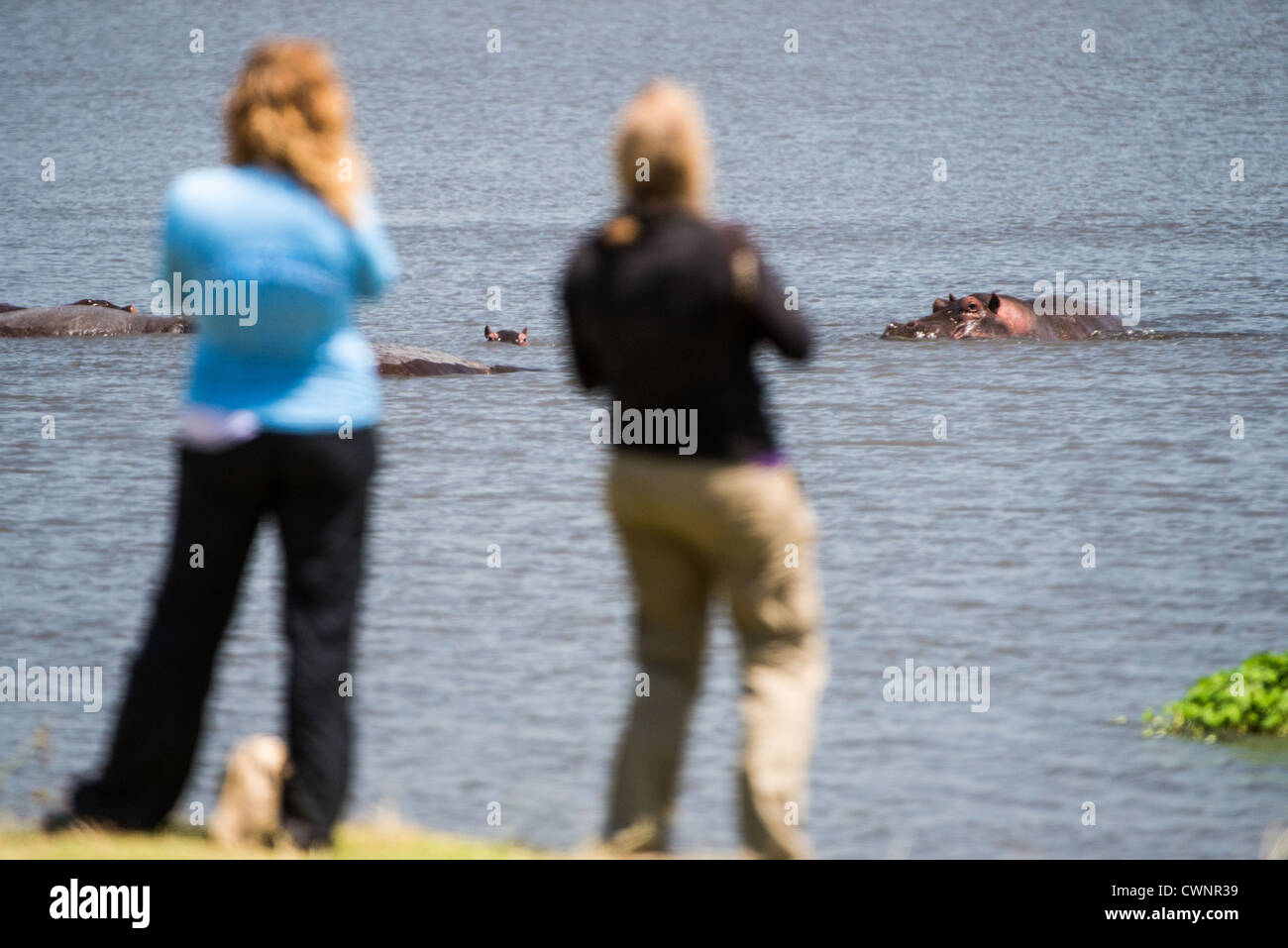 NGORONGORO-KRATER, Tansania – zwei Frauen stehen am Ufer und beobachten Flusspferde, die in der Nähe eines ausgewiesenen Picknickbereichs im Ngorongoro-Krater schwimmen. Der Krater liegt im Ngorongoro Conservation Area, einem UNESCO-Weltkulturerbe, das Teil der nördlichen Safari-Strecke Tansanias ist. Der Krater, der oft als „achtes Wunder der Welt“ bezeichnet wird, ist der größte inaktive vulkanische Krater der Welt und erstreckt sich über etwa 260 Quadratkilometer. Das Naturschutzgebiet umfasst kritische Lebensräume und archäologische Stätten, darunter die Olduvai-Schlucht. Flusspferde gehören zu den vielfältigen Wildtierarten, die hier sind Stockfoto