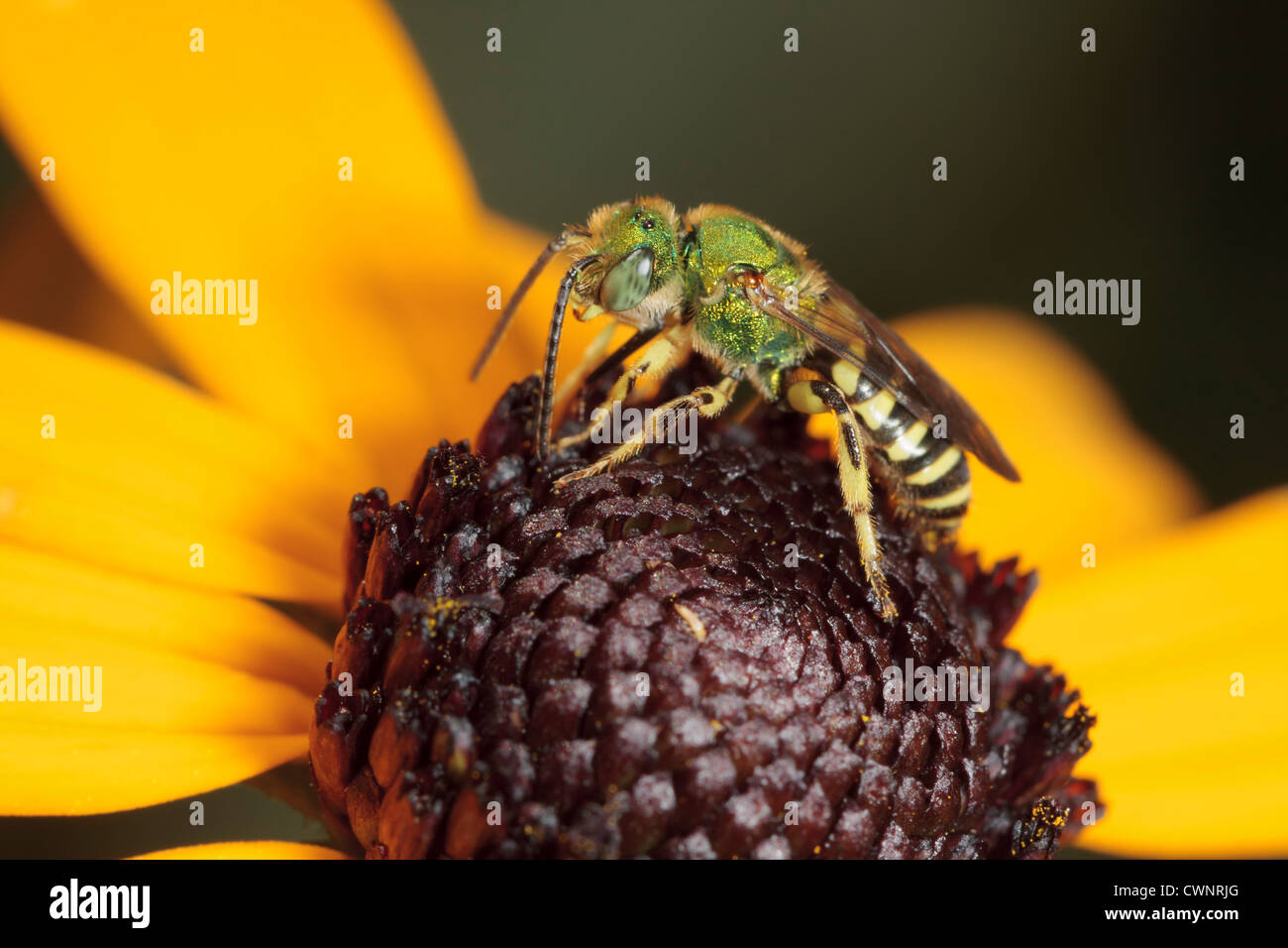 Eine männliche grüne metallische Biene (Agapostemon) hält auf einer Blume. Stockfoto