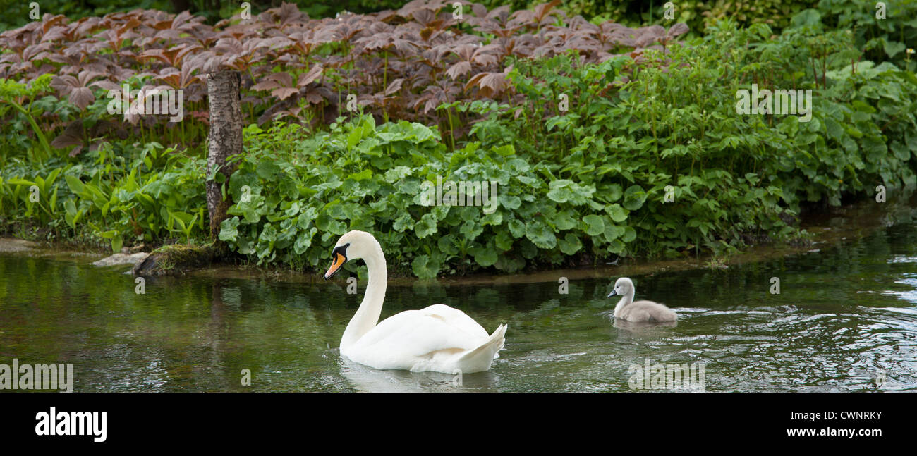 Weibliche Höckerschwan Cygnus Olor und ihren Cygnet in Southtrop in den Cotswolds, Gloucestershire, UK Stockfoto