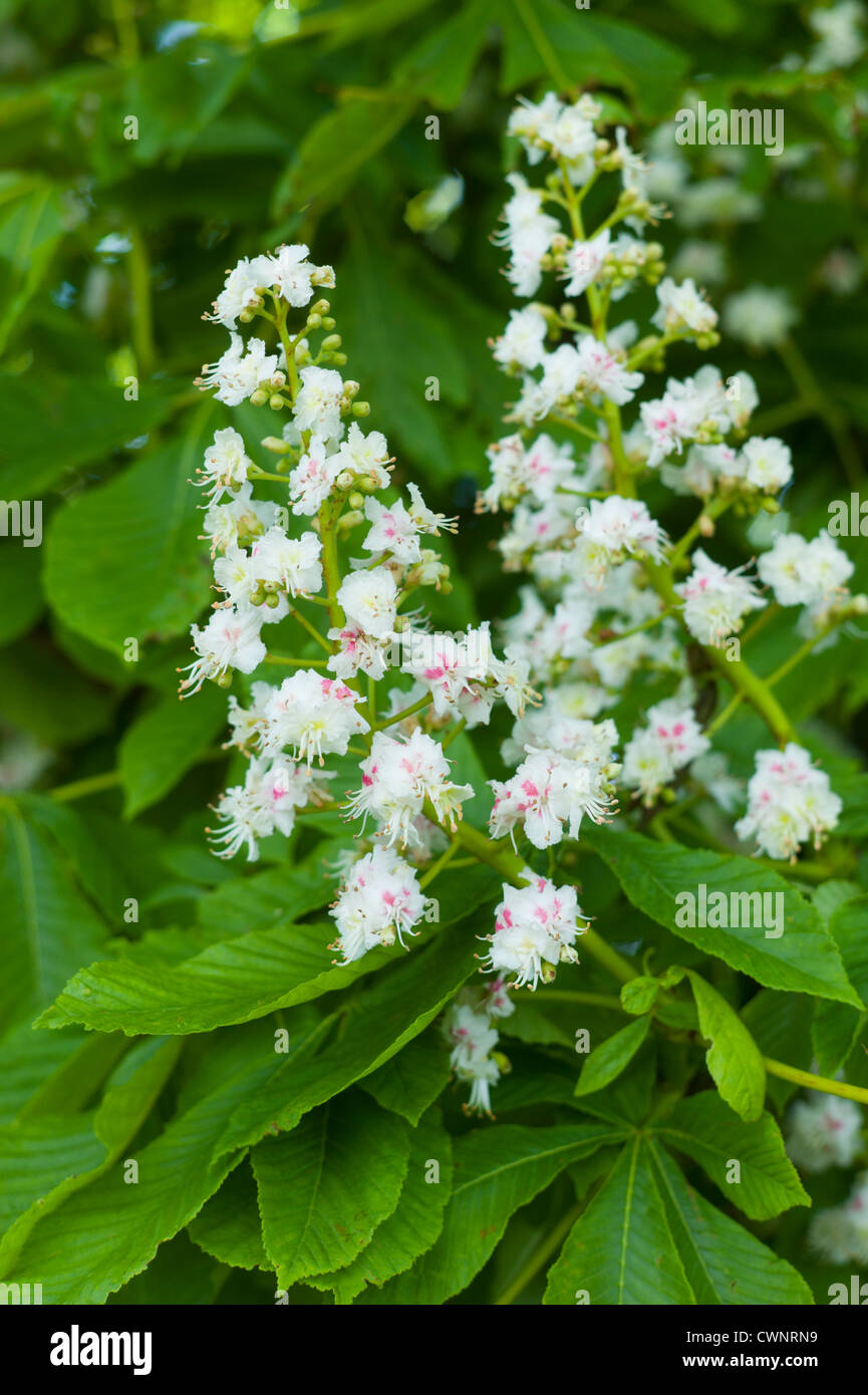 Blüte der Pferd-Kastanie, Aesculus Hippocastanum, in Southtrop in den Cotswolds, UK Stockfoto