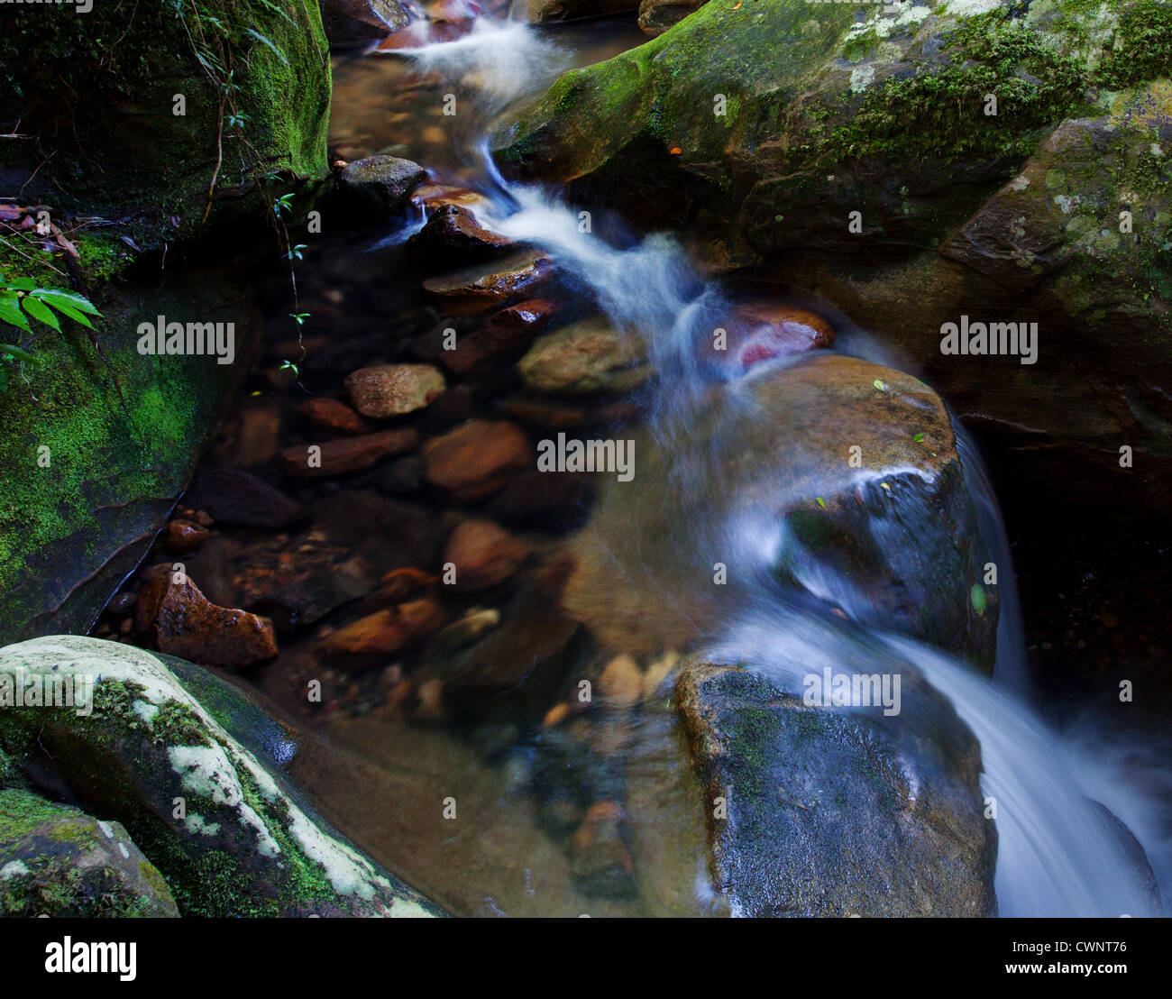 Kleinen Regenwald Wasserfall, Minnamurra Rainforest, NSW, Australien Stockfoto