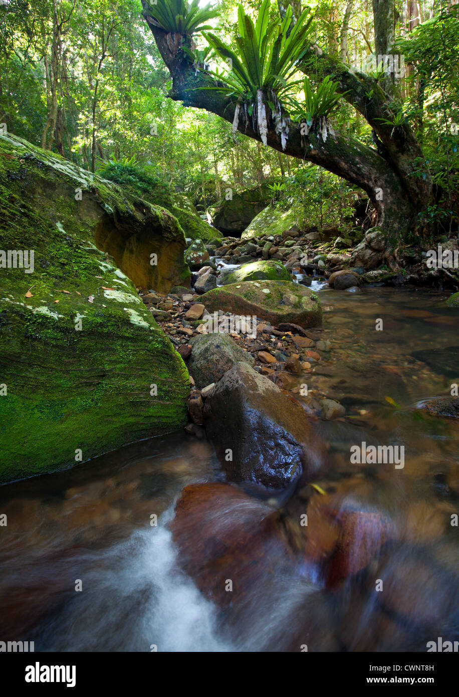 Fließende Regenwald Stream, Minnamurra Rainforest, NSW, Australien Stockfoto