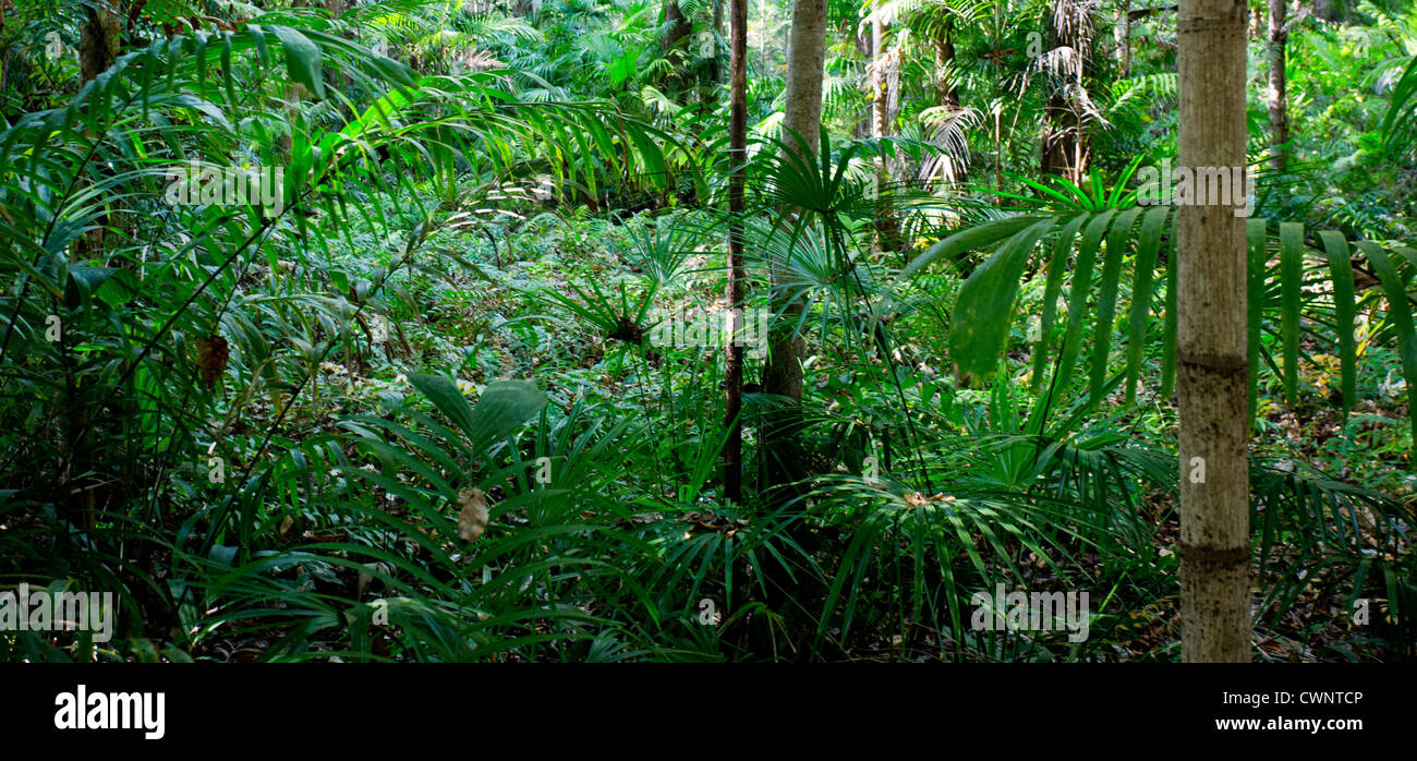 Palmen und üppiger Vegetation in tropische Monsunwälder, Fogg Dam Conservation Area, Northern Territory, Australien Stockfoto