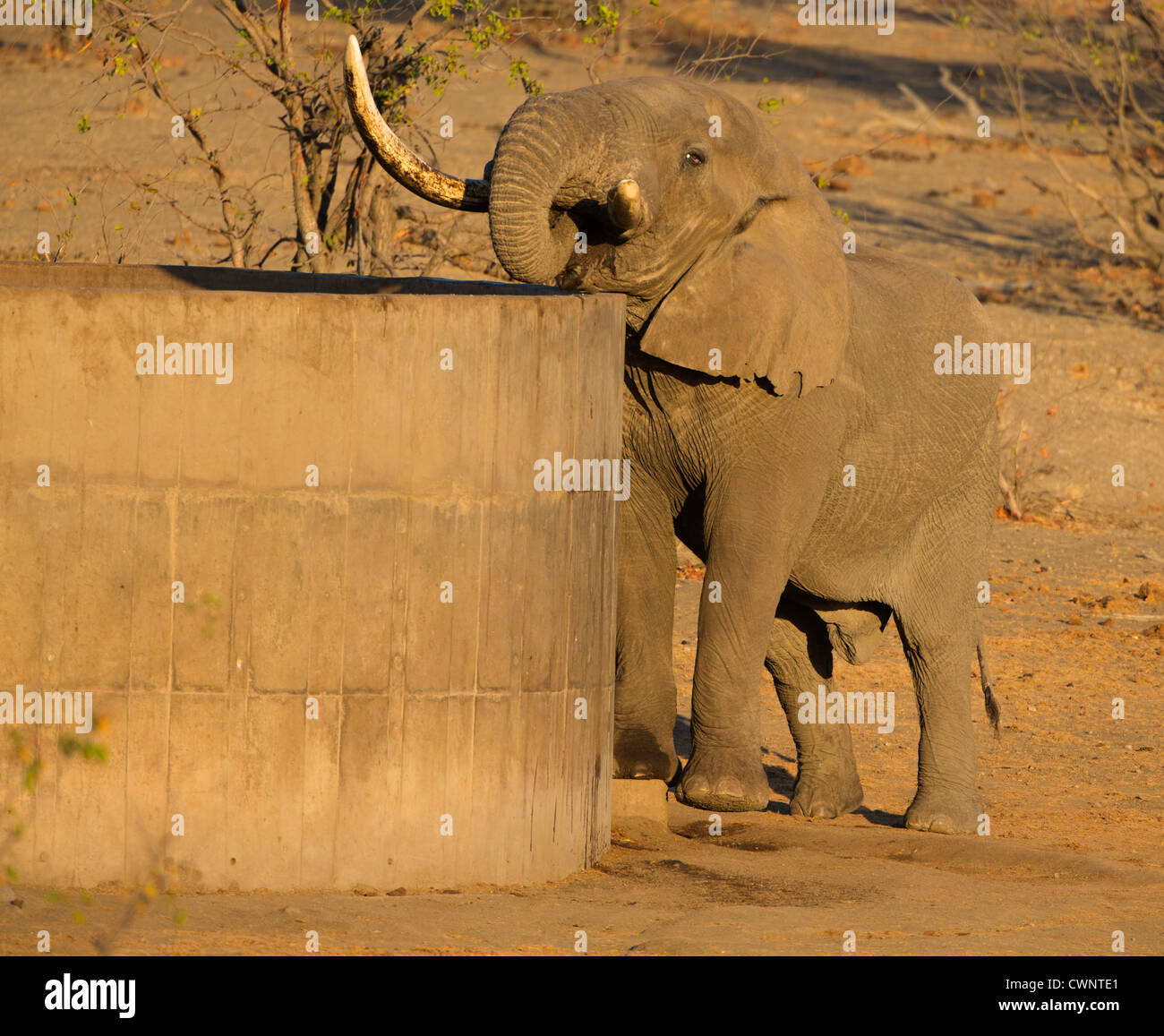 Elefant, trinken Stockfoto