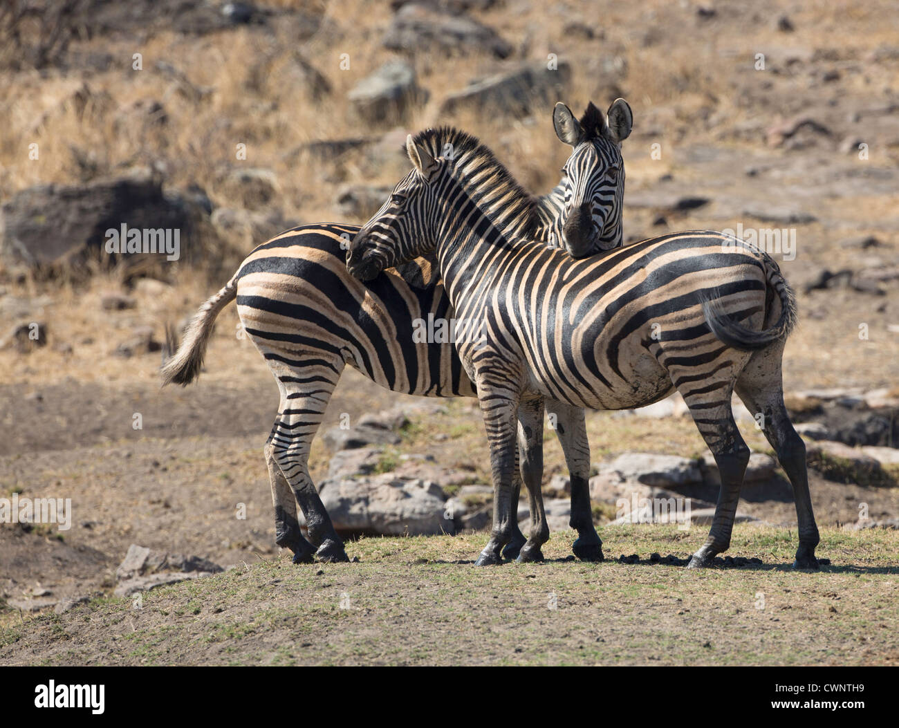 Zebra-Interaktion Stockfoto