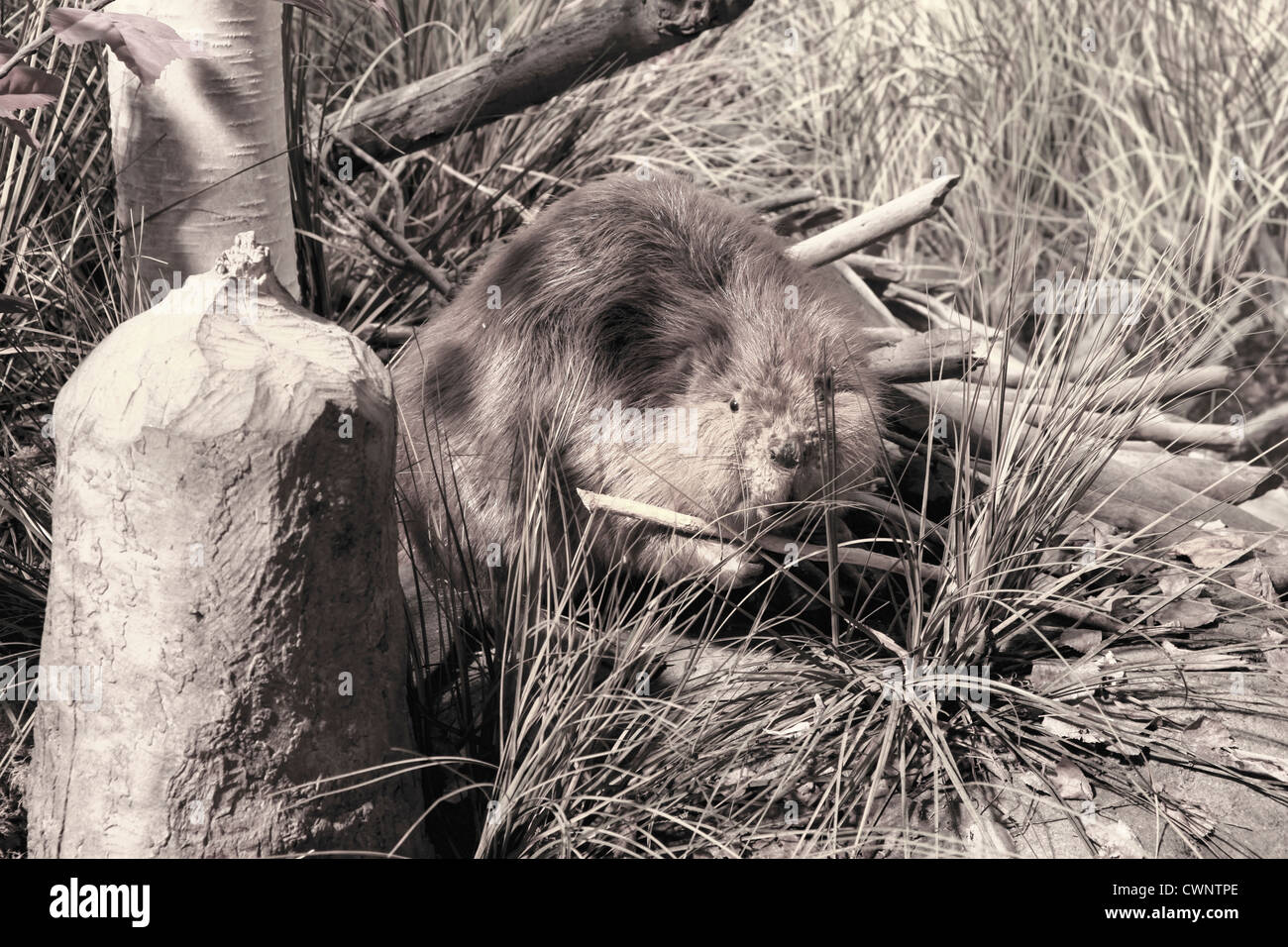 Ein schwarz-weiß Foto eines Bibers kauen auf einem Ast eines Baumes mit Stumpf des Baumes im Vordergrund.  Kanada, Sommer, sonnig. Stockfoto