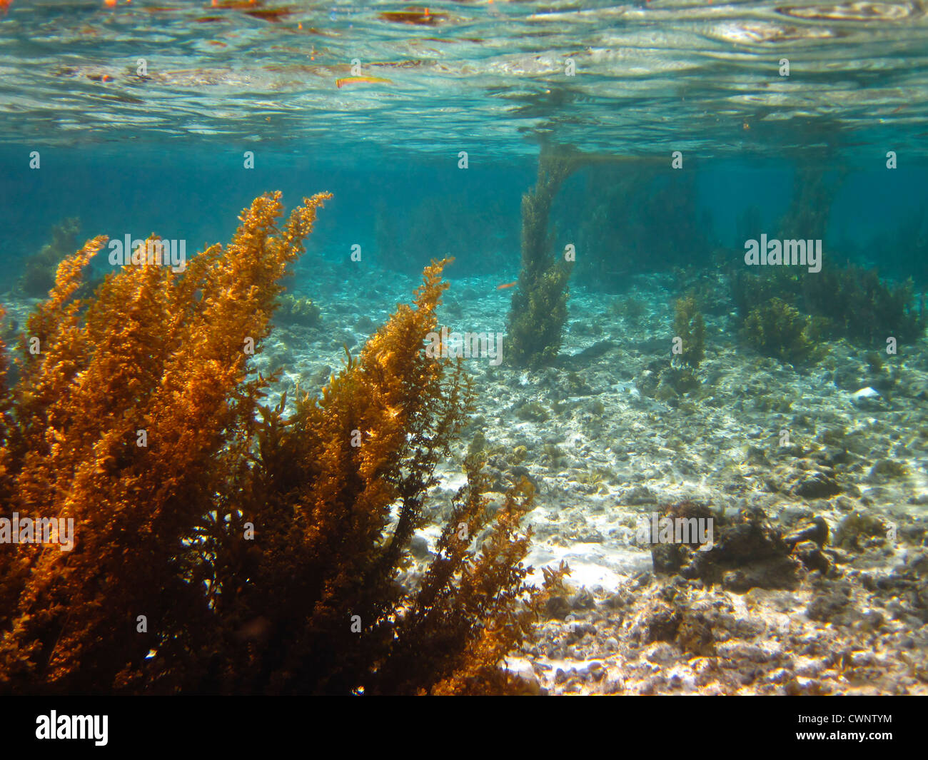 Seascape Seetang und Riff unter Wasser Stockfoto
