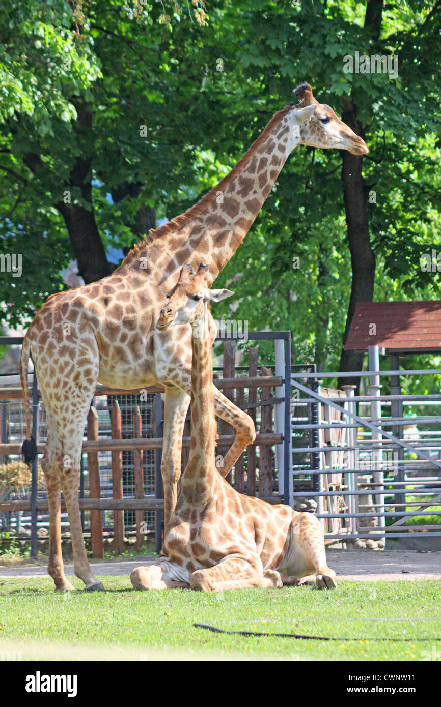 Russland. Moskau. Zoo. Familie der Giraffen Stockfoto