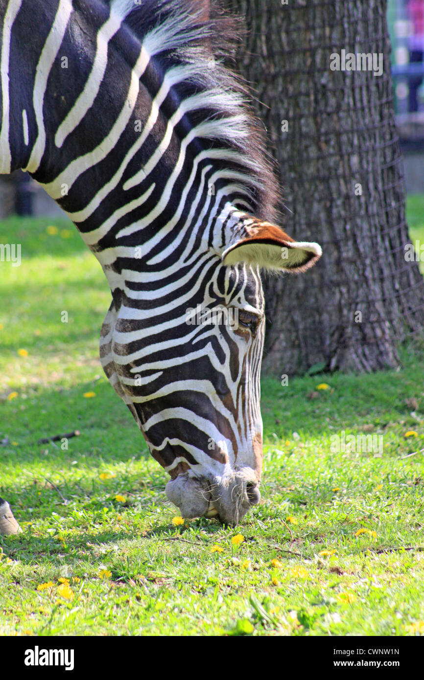 Russland. Moskau. Zoo. Zebra Stockfoto