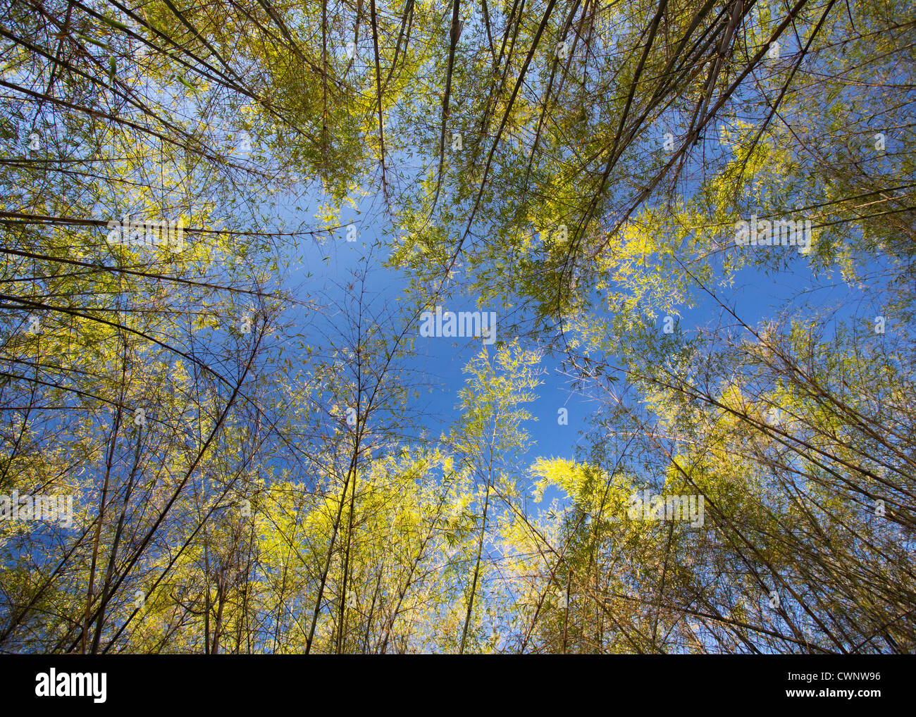 Australische gebürtige Bambus, Bambusa Arnhemica, Mary River Park, Northern Territory, Australien Stockfoto