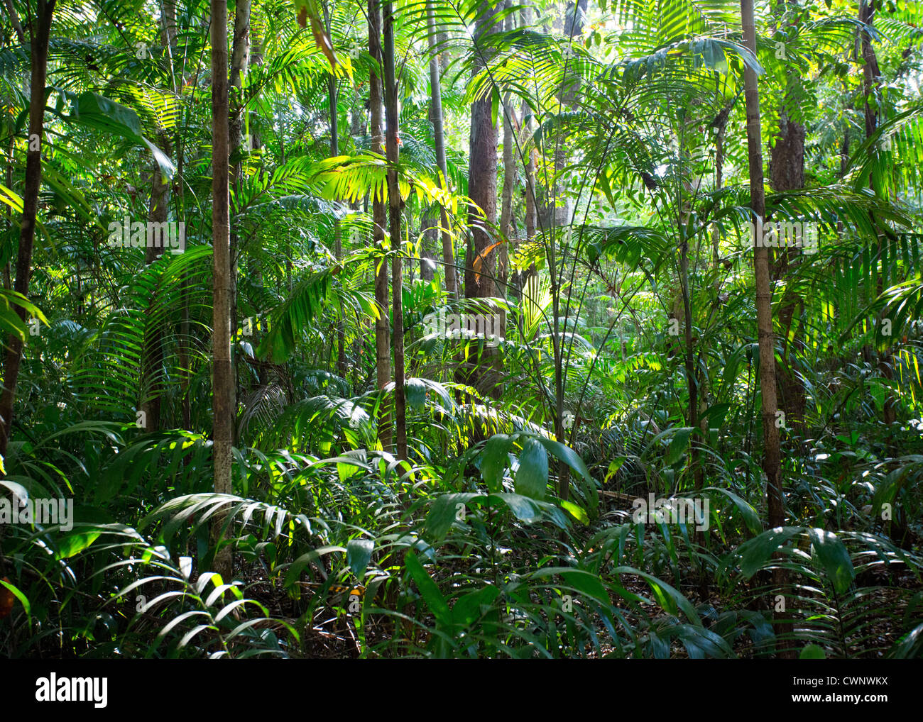 Palmen und üppiger Vegetation in tropische Monsunwälder, Fogg Dam Conservation Area, Northern Territory, Australien Stockfoto