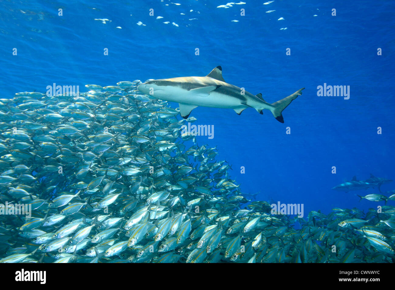 Ein Schwarzspitzen Riffhai Carcharhinus Melanopterus, über eine Schule des Fisches mit Sonnenstrahlen schräg durch das Wasser schwimmen. Stockfoto