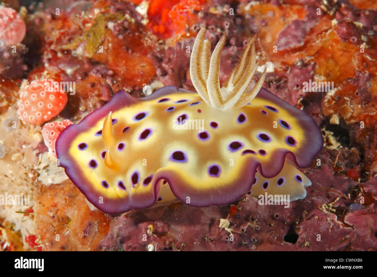 Eine Nacktschnecke oder Sea Slug, Chromodoris Kuniei. Stockfoto