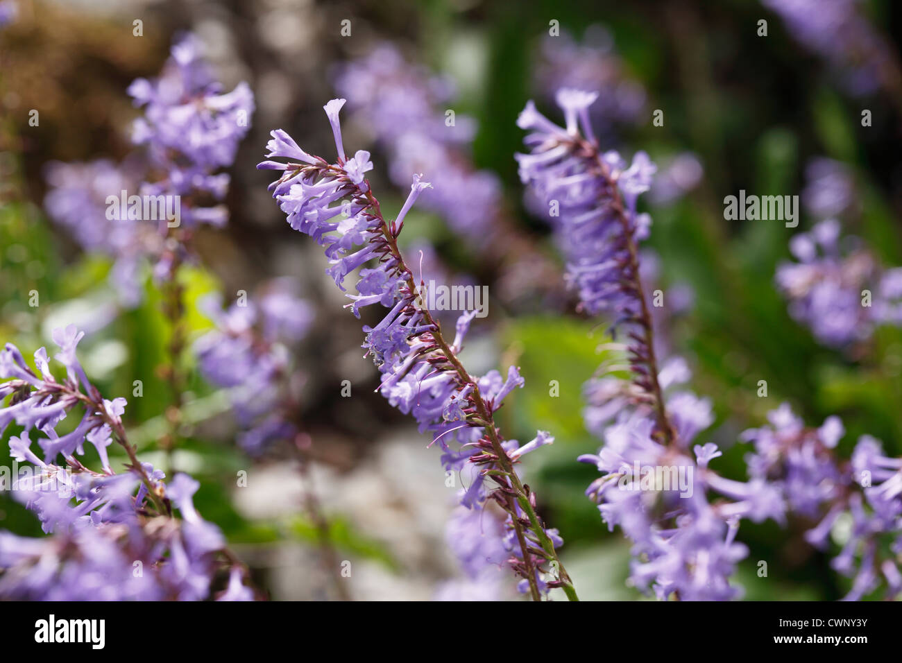 Österreich, Wulfenia X schwarzii im Garten, Nahaufnahme Stockfoto