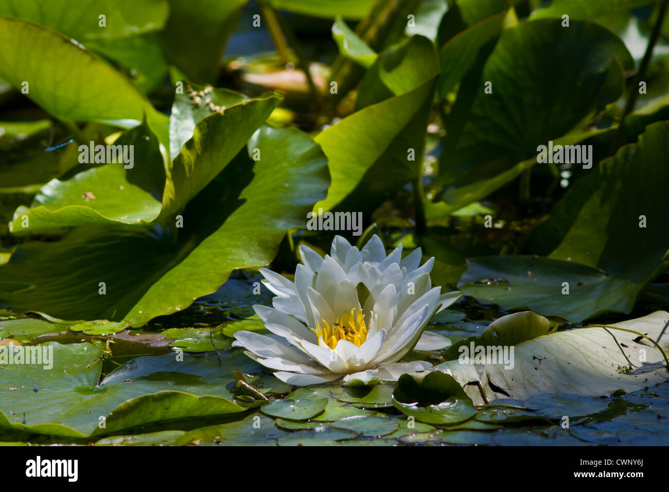 Seerose Blume im englischen Dorfteich Stockfoto