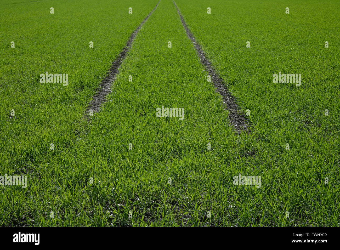 Deutschland, Bayern, Blick auf Weizenfeld im Frühjahr Stockfoto