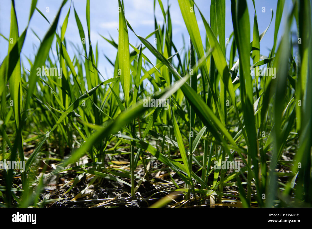 Deutschland, Bayern, Blick auf Weizenfeld im Frühjahr Stockfoto
