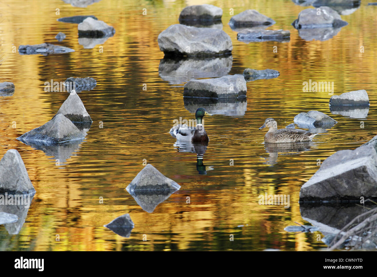 Mallard Ente (Anas Platyrhynchos) Erwachsenen paar, schwimmen auf dem Wasser mit dem Herbst Farbe Reflexionen, Leicestershire, England, Oktober Stockfoto