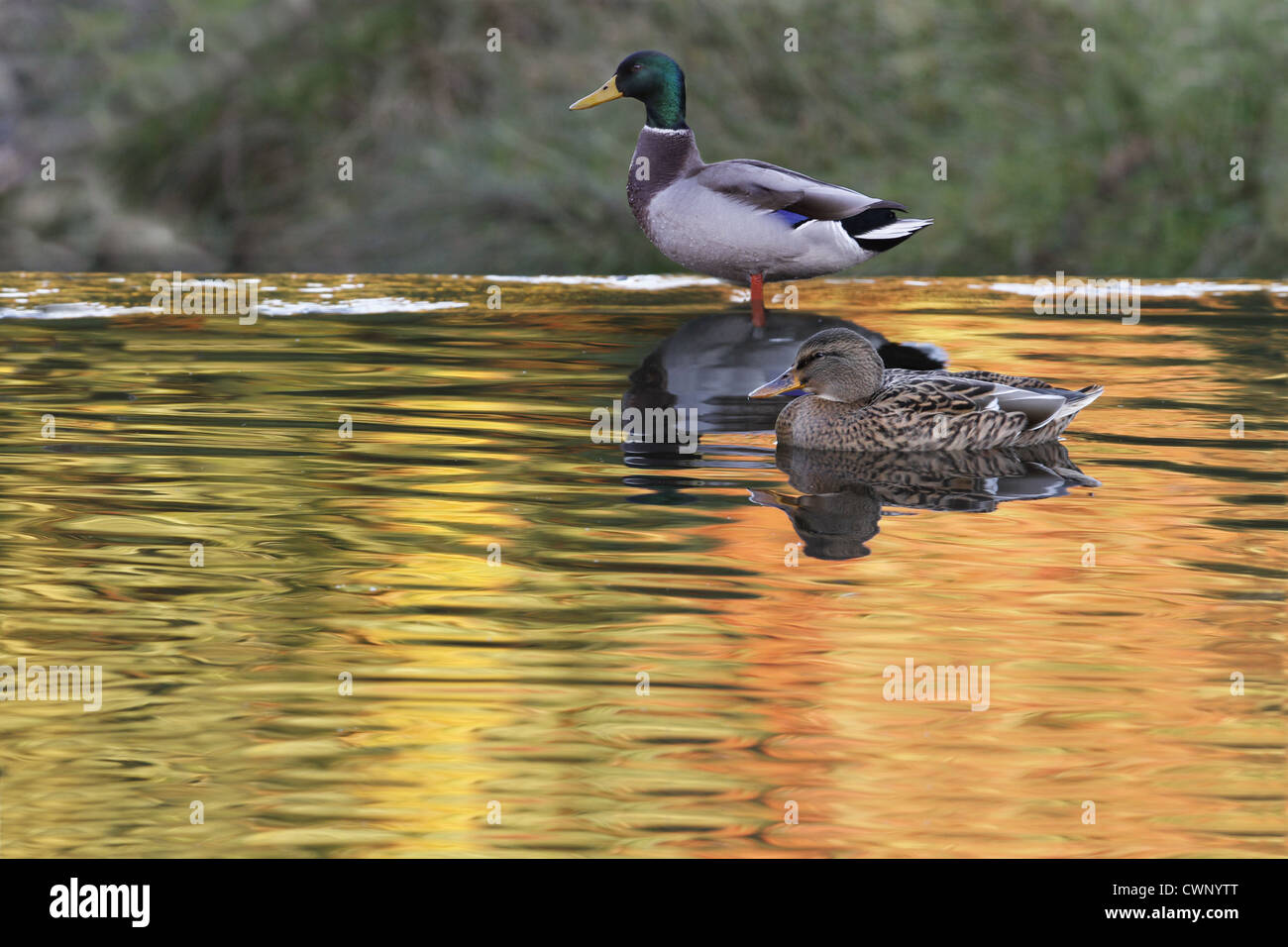 Mallard Ente (Anas Platyrhynchos) Erwachsenen paar, am Teich mit herbstlichen Farbe Reflexionen in einer Parklandschaft, Leicestershire, England, Stockfoto