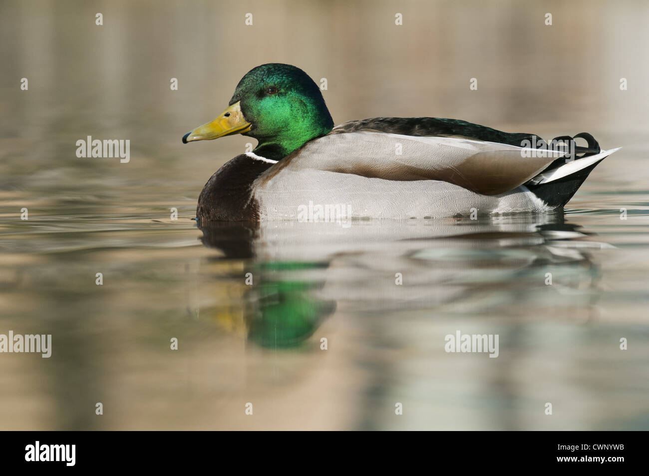 Mallard Ente (Anas Platyrhynchos) Männchen, auf dem Wasser, West Sussex, England, März Stockfoto
