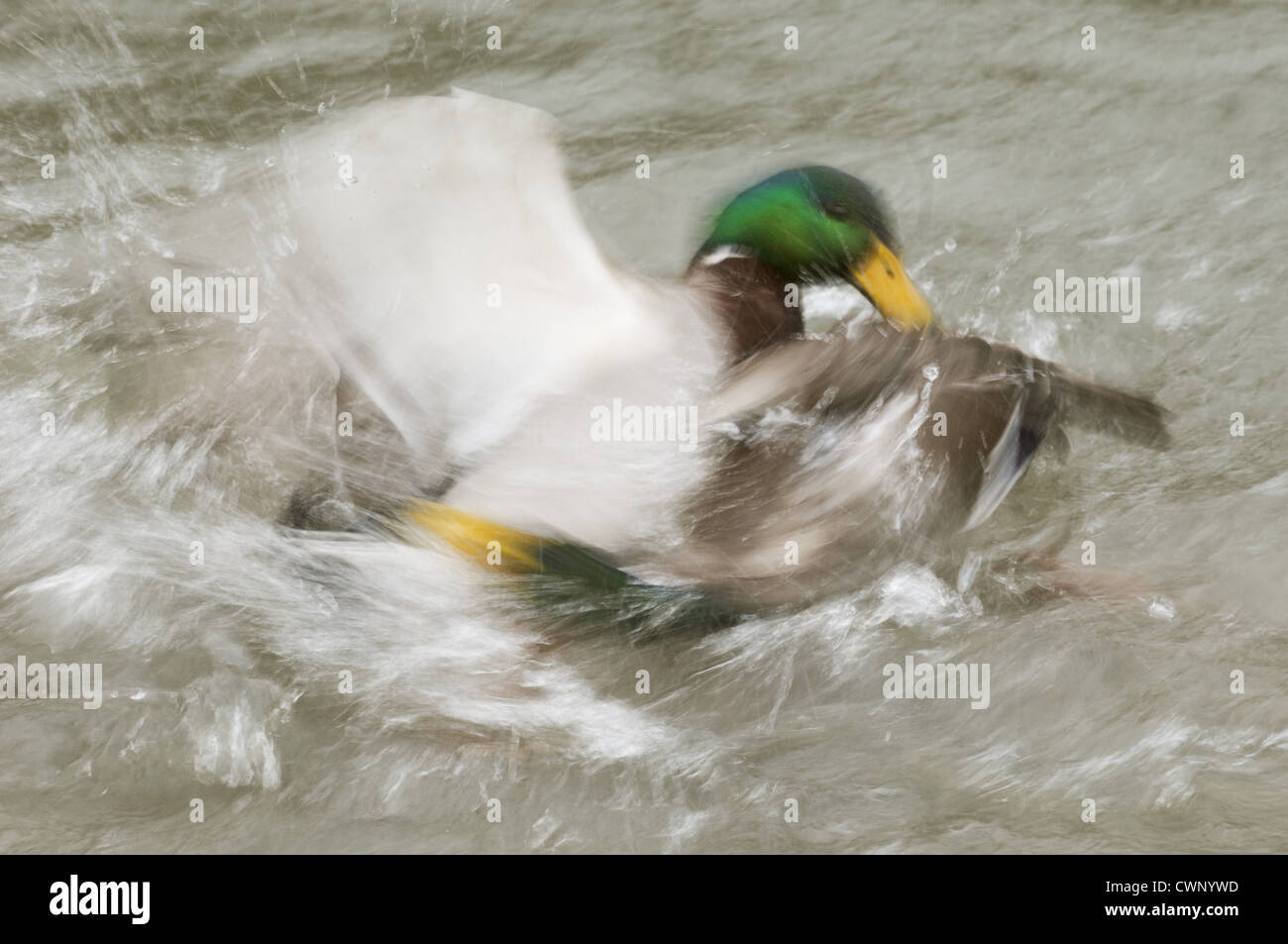 Mallard Ente (Anas Platyrhynchos) zwei Erwachsene Männer, kämpfen auf dem Wasser, verschwommen Bewegung, Arundel Wildfowl und Feuchtgebiete Vertrauen Stockfoto
