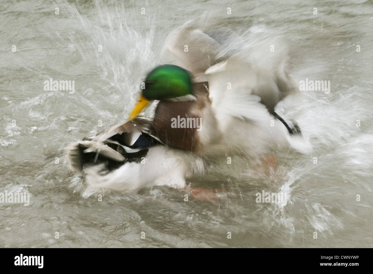 Mallard Ente (Anas Platyrhynchos) zwei Erwachsene Männer, kämpfen auf dem Wasser, verschwommen Bewegung, Arundel Wildfowl und Feuchtgebiete Vertrauen Stockfoto