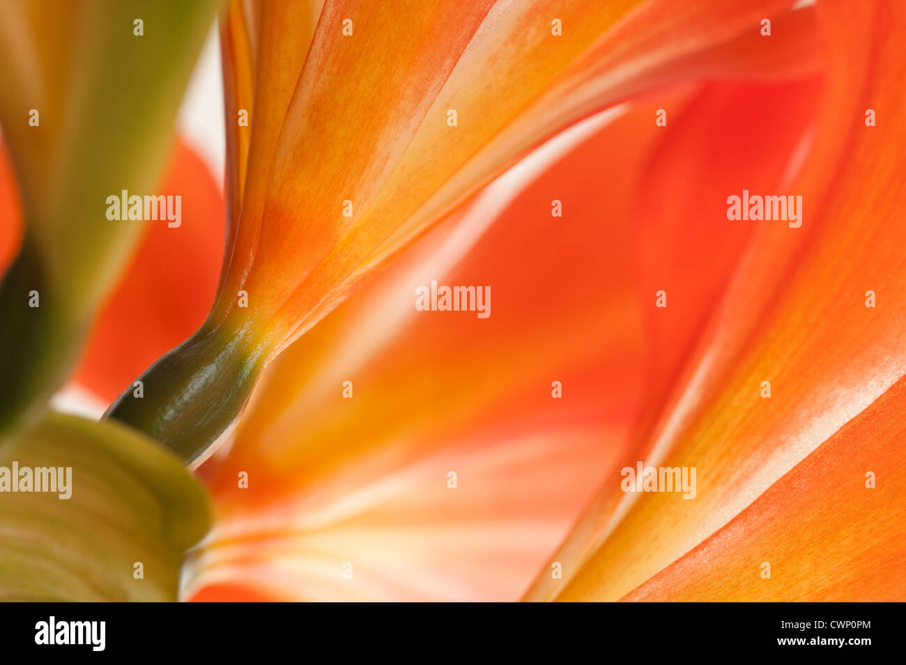 Leuchtend orange gelb Busch Kaffir Lily Blumen sanfte ändern Farbe orange zu gelb in Blütenblättern Stockfoto