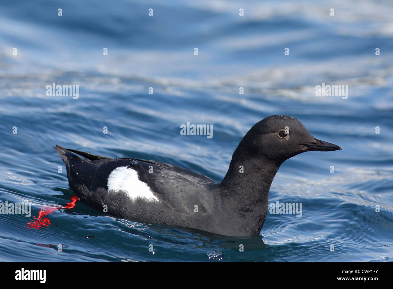 Taube Guillemot (Cepphus Columba) Erwachsenen, am Meer, Schwimmen, Bering Insel, Commander Inseln, Beringmeer, Kamchatka Krai, Stockfoto