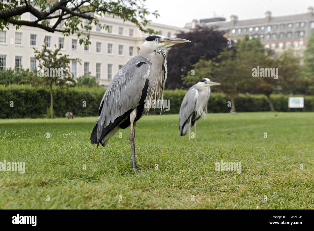 Graureiher (Ardea Cinerea) zwei Erwachsene, stehend auf dem Rasen im City Park, Regents Park, London, England, kann Stockfoto