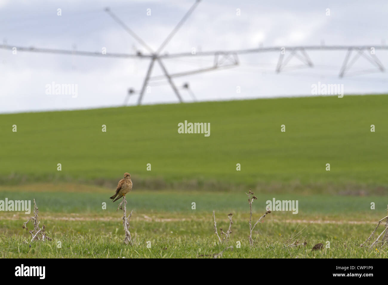 Geringerem Turmfalke (Falco Naumanni) Erwachsenfrau thront auf Distel in Ackerland Lebensraum mit Bewässerungsanlage, Spanien, april Stockfoto