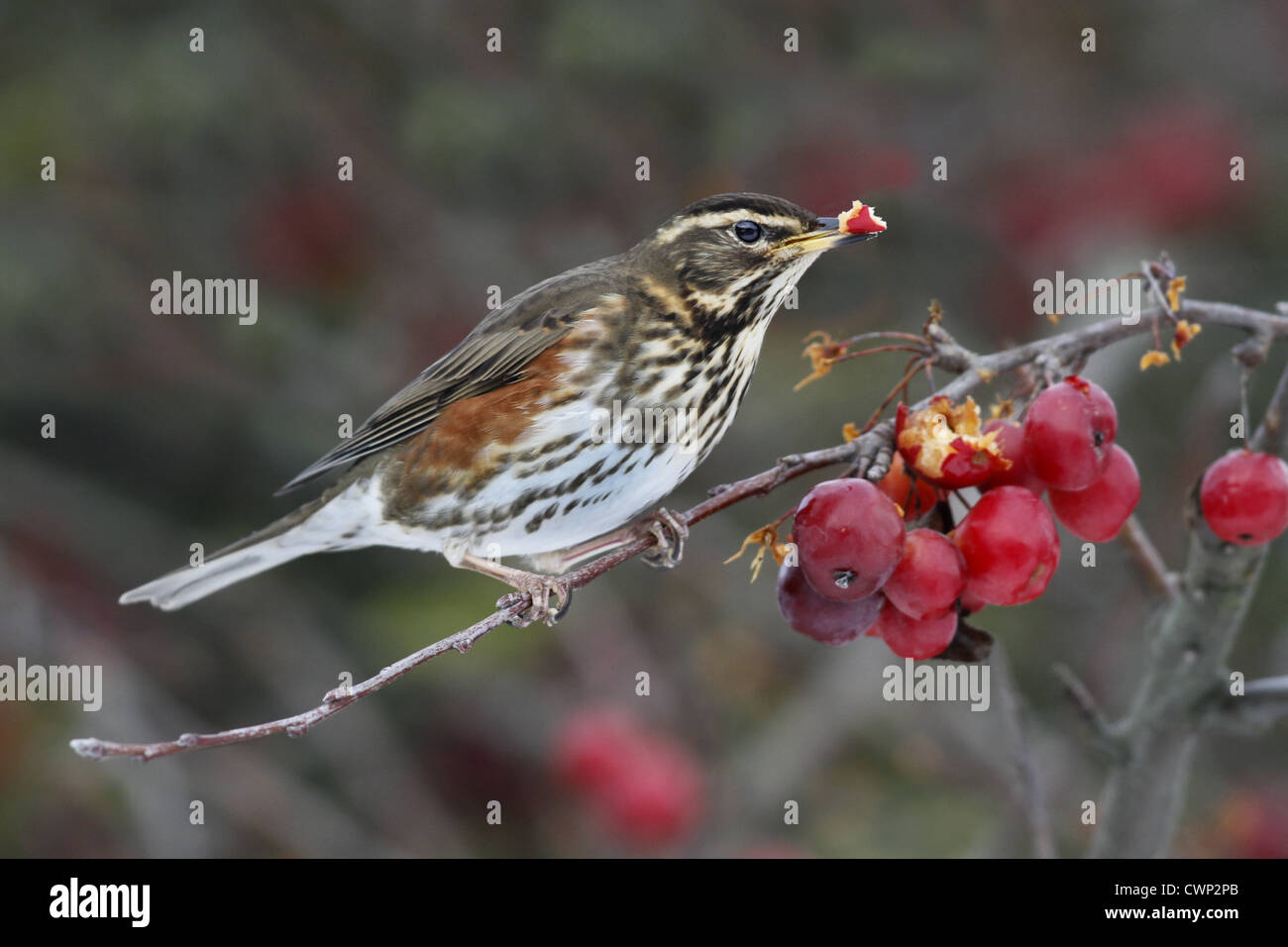 Rotdrossel (Turdus Iliacus) Erwachsenen, Fütterung auf Holzapfel Frucht im Garten, Leicestershire, England, Februar Stockfoto