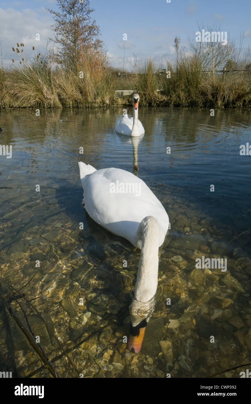 Höckerschwan (Cygnus Olor) zwei Erwachsene, ein mit Kopf unter Wasser getaucht Fütterung am Boden des Teiches, West Sussex, England, März Stockfoto