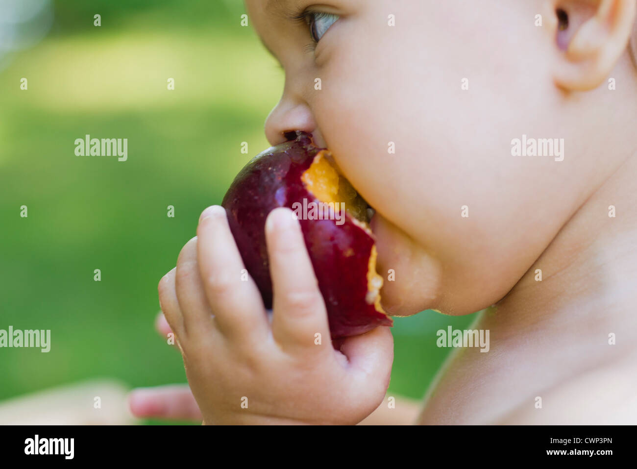 Babymädchen Essen Pflaume, seitliche Ansicht Stockfoto