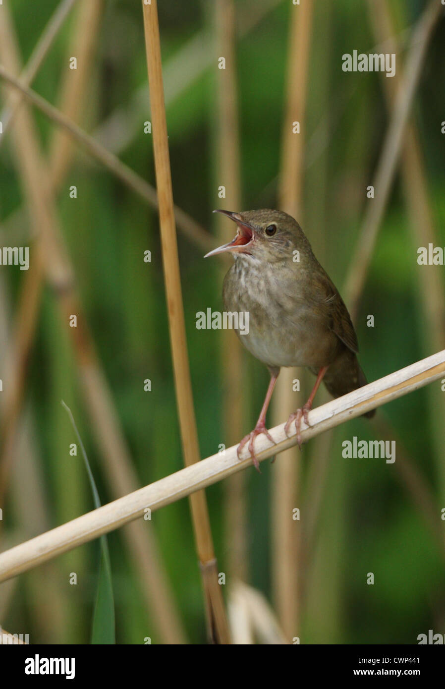 River Warbler (Locustella Fluviatilis) erwachsenen männlichen, kann singen, thront auf Reed Stamm, Hortobagy, Ungarn, Stockfoto