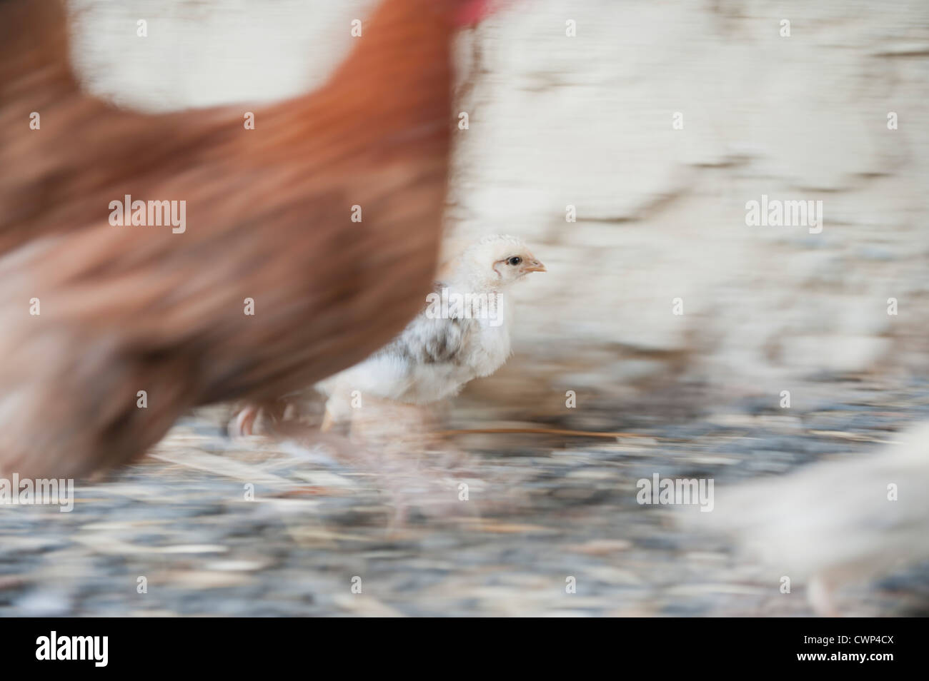 Wandern mit Henne Küken Stockfoto