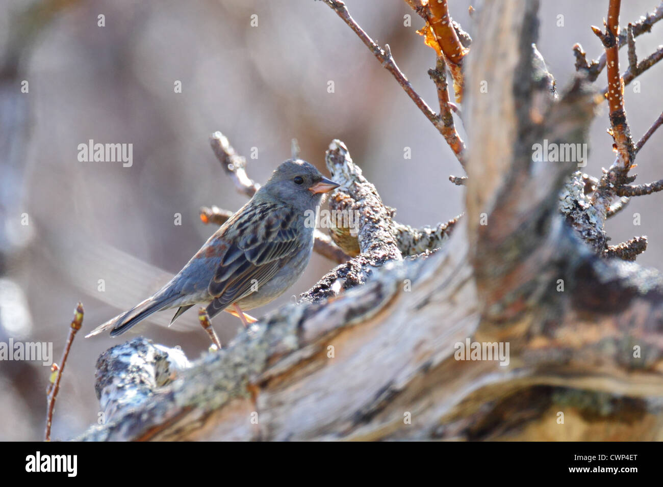 Grey Bunting (Emberiza Variabilis) Männchen, Gefieder, thront auf Zweig, Simushir Insel, Kurilen-Inseln, Meer der Zucht Stockfoto