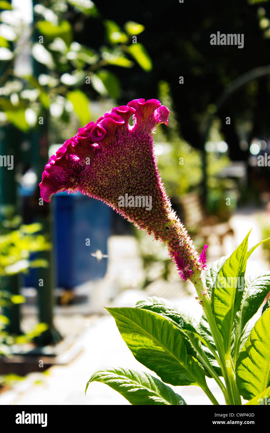 Celosia cristata blume Fotos und Bildmaterial in hoher Auflösung Alamy