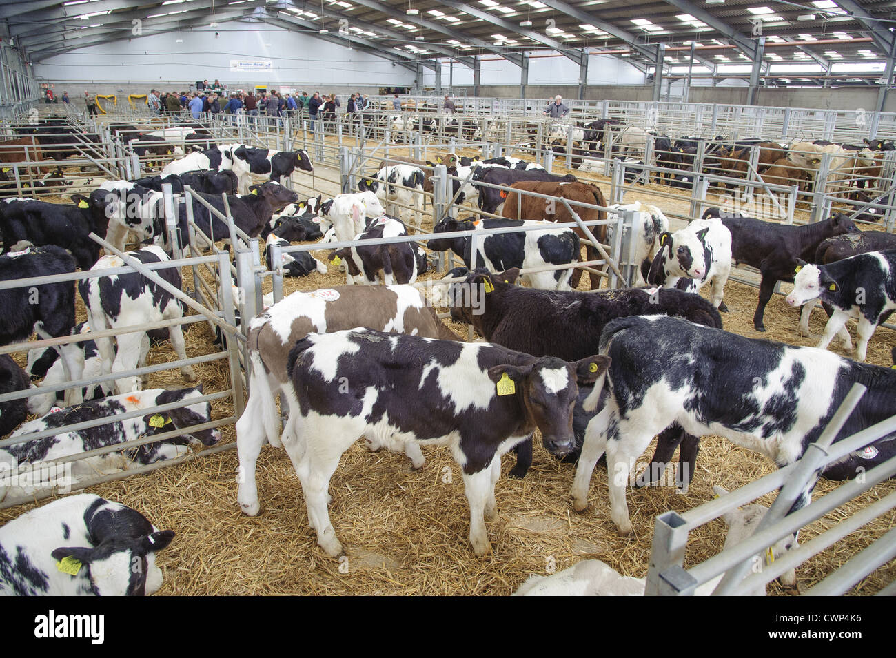 Hausrind, Kälber in Ställen am Vieh zu vermarkten, Sedgemoor Auktionsmarkt, Somerset, England, Juni Stockfoto