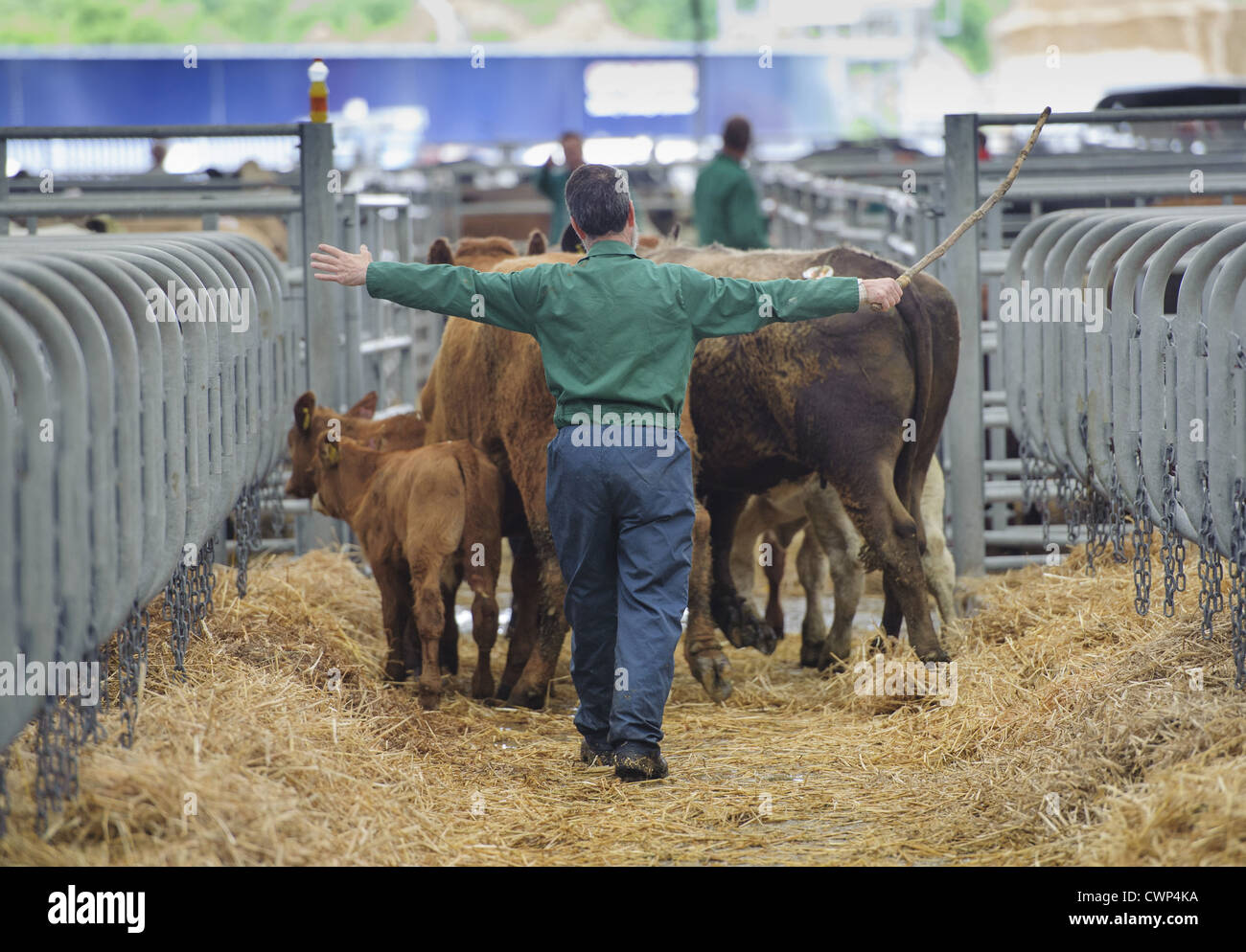 Inländische Rinder, Kühe und Kälber, verschobene zwischen Stifte am Viehmarkt, Sedgemoor Auktionsmarkt, Somerset, England, Stockfoto