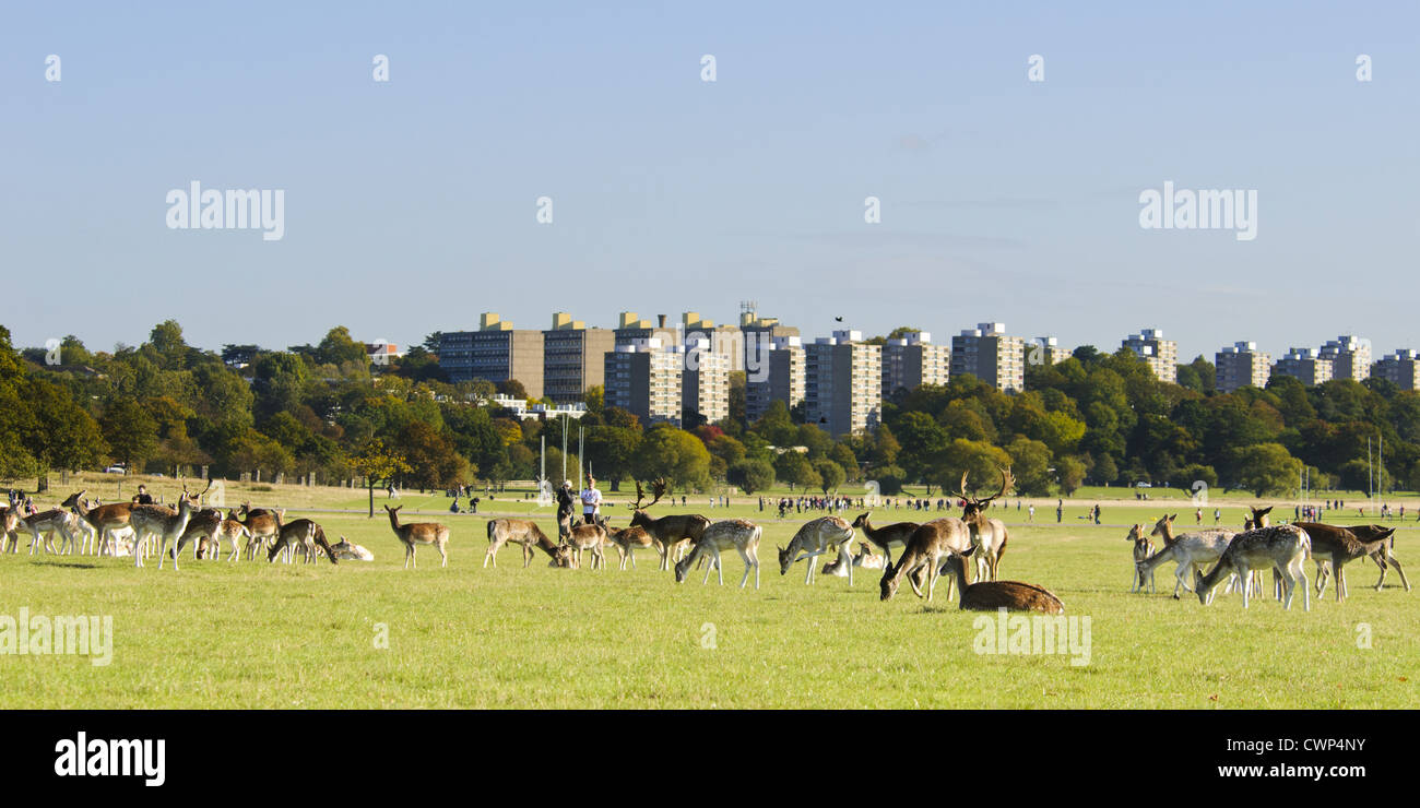 Damwild (Dama Dama) Hirsch Herde, Beweidung in Parkland Lebensraum, mit Menschen und Stadt Clubanlagen im Hintergrund, Richmond Park, Stockfoto