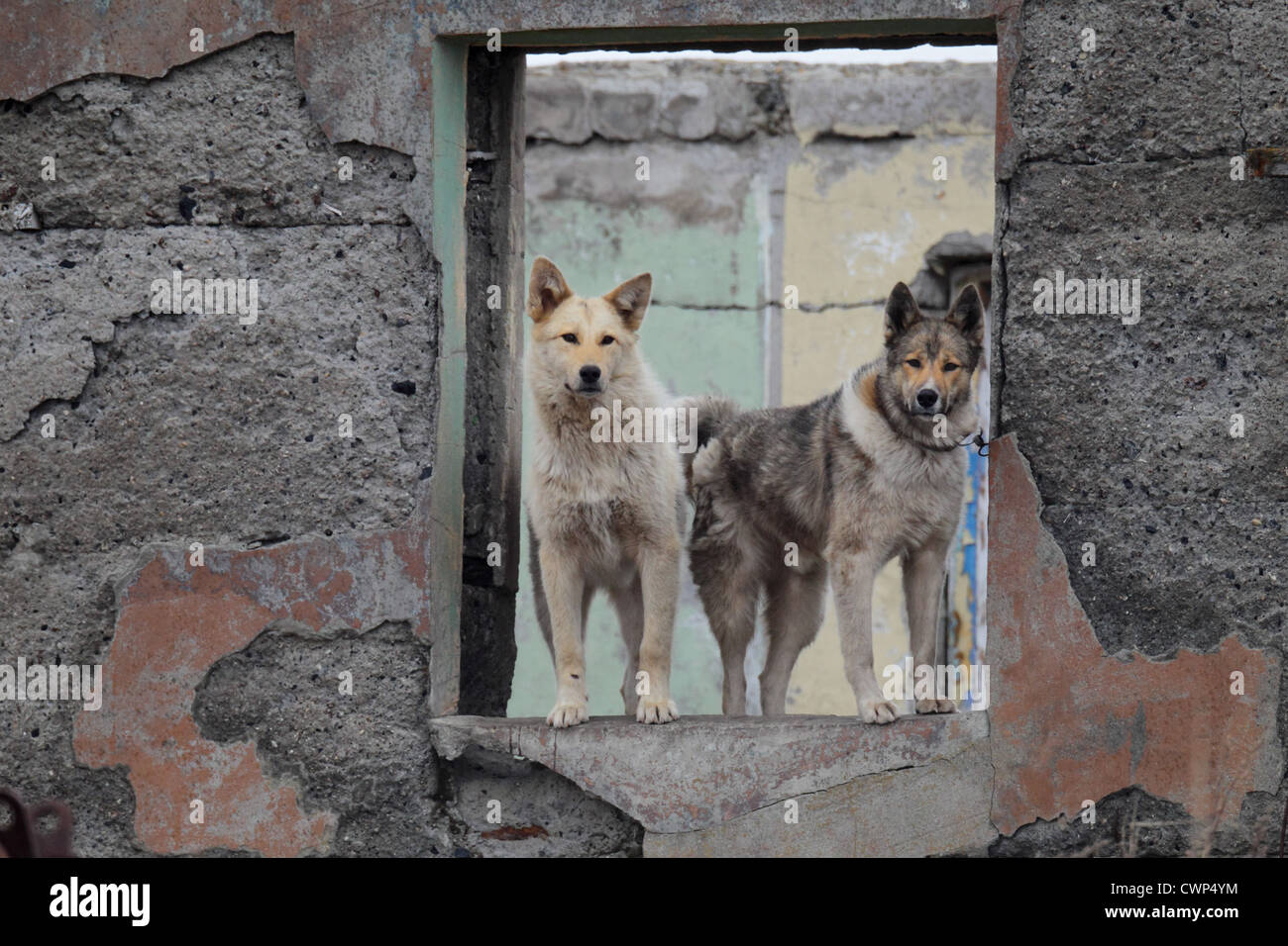 Haushund, Spitz-Typ Sledgedogs, zwei Erwachsene, Stand am Fenster des verfallenen Gebäude in Küstensiedlung, Nikolskoje, Stockfoto