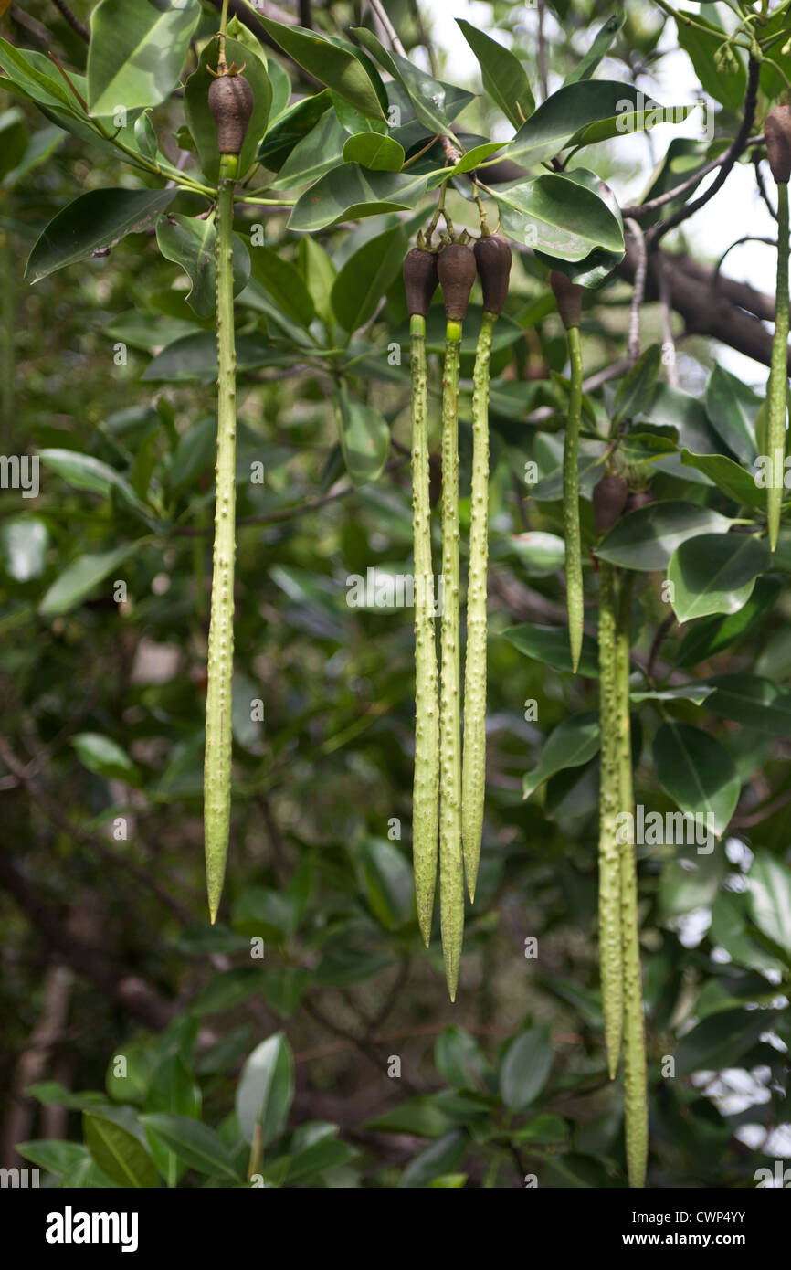 Nahaufnahme, Samen von Mangroven hängen Stockfoto