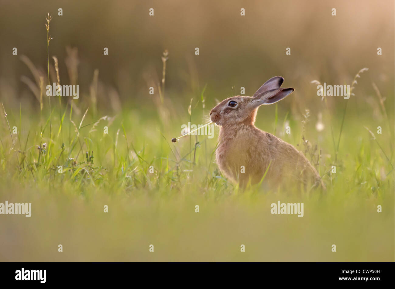Feldhase (Lepus Europaeus) Leveret, Fütterung auf Löwenzahn Stengel, Tamworth, Staffordshire, England, august Stockfoto