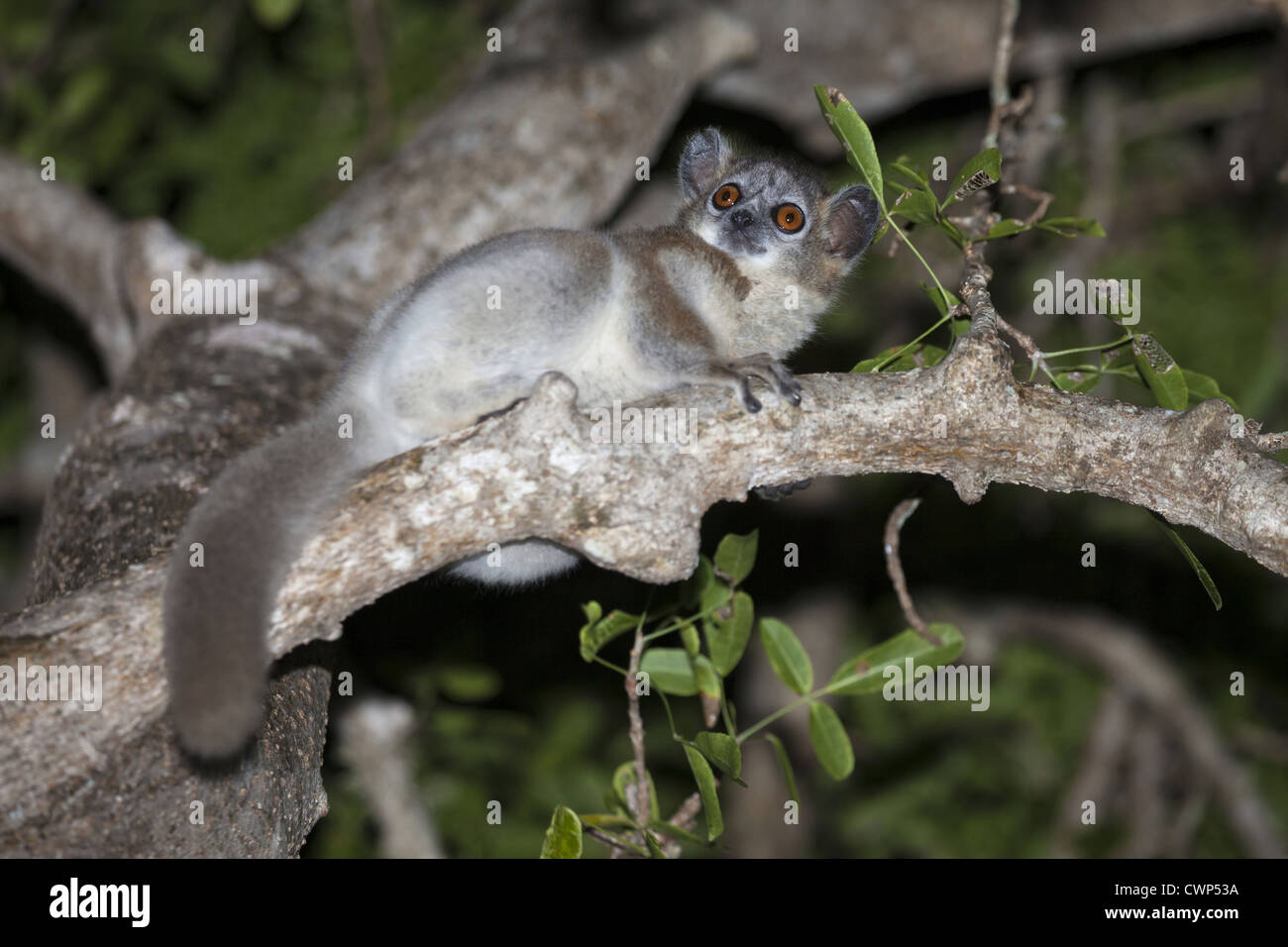 White-footed Sportive Lemur (Lepilemur Leucopus) Erwachsenen, sitzend auf Ast in der Nacht, Berenty Reserve, Madagaskar Stockfoto